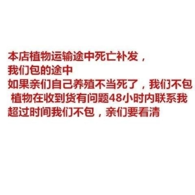 金边吊兰金心吊兰青叶吊兰盆栽绿植吸收甲醛净化空气四季绿植