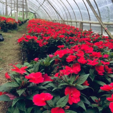凤仙花盆栽四季花卉绿植室内植物好养办公室桌面带土种植