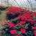 凤仙花盆栽四季花卉绿植室内植物好养办公室桌面带土种植