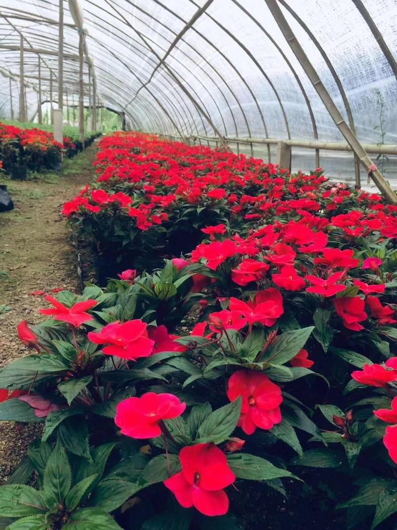 凤仙花盆栽四季花卉绿植室内植物好养办公室桌面带土种植