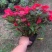 凤仙花盆栽四季花卉绿植室内植物好养办公室桌面带土种植