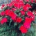 凤仙花盆栽四季花卉绿植室内植物好养办公室桌面带土种植