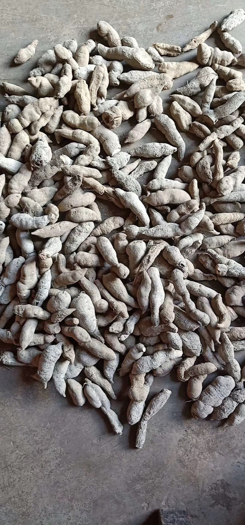 广西三叶青，金线吊葫芦产地直销，鲜货，干货。
