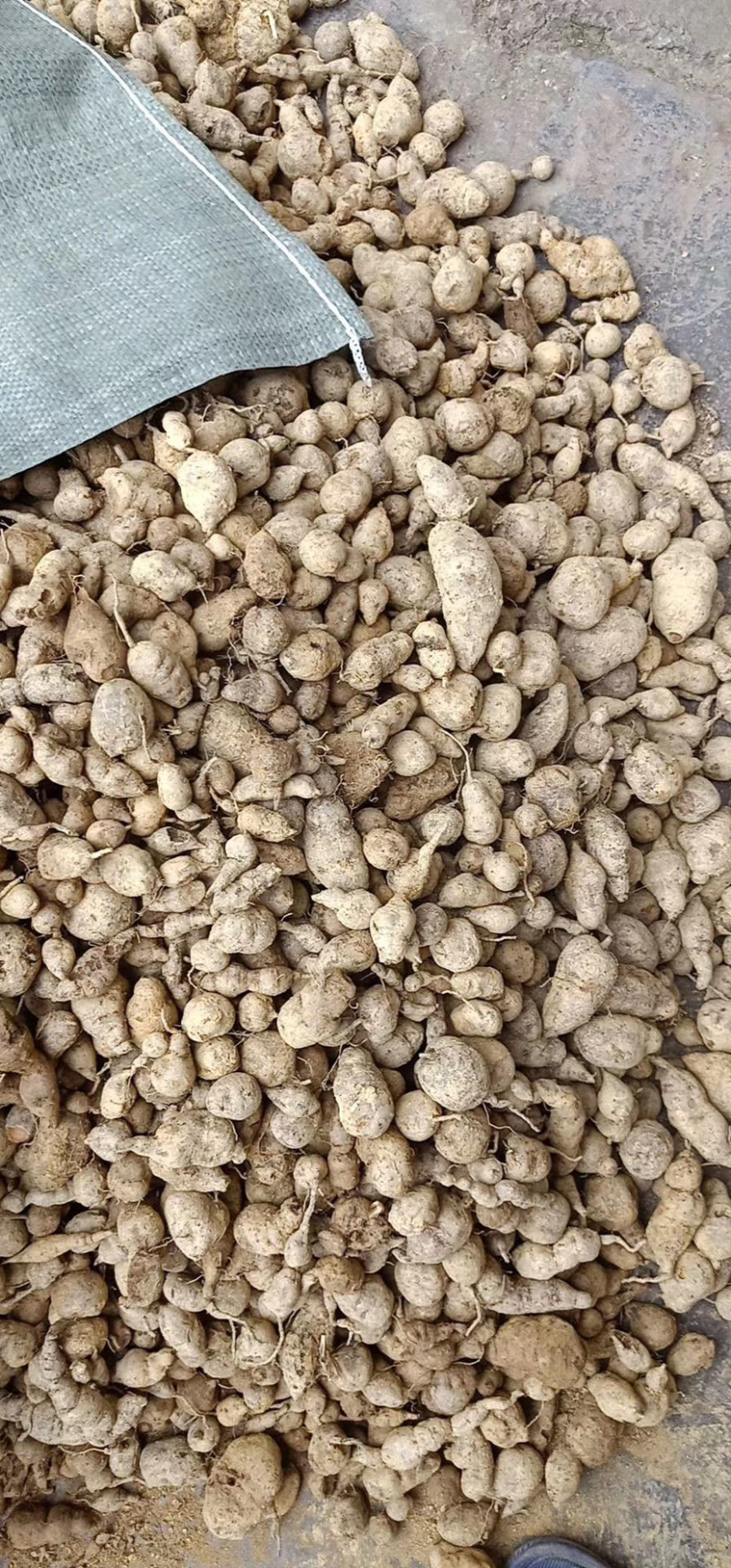 广西三叶青，金线吊葫芦产地直销，鲜货，干货。