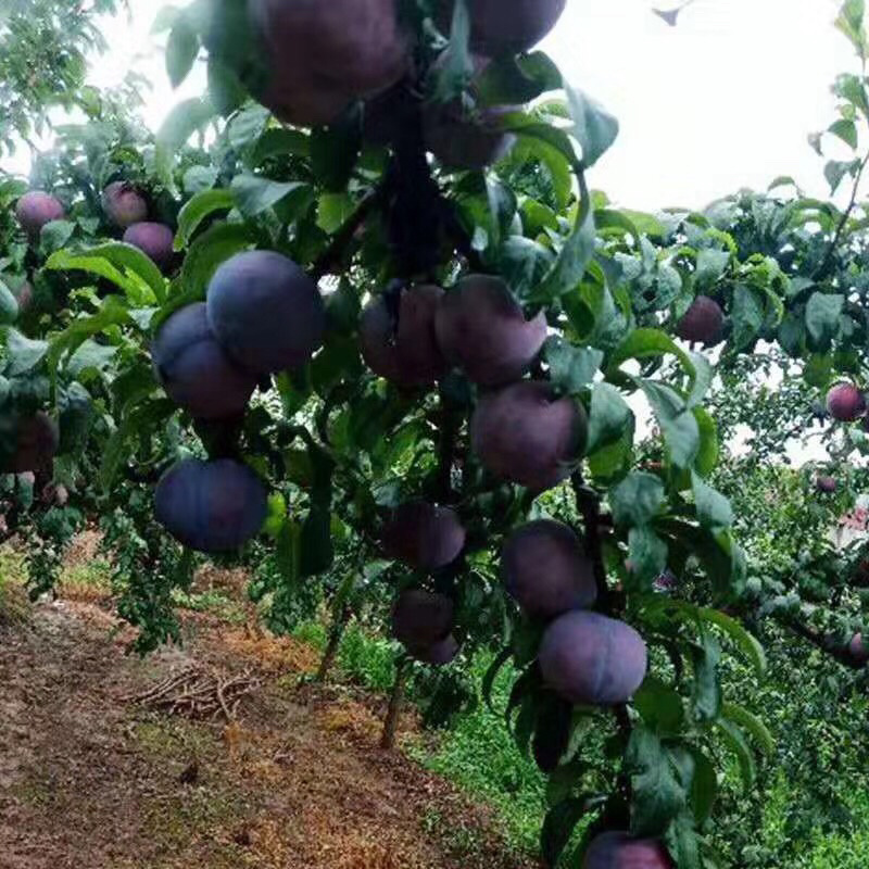 陕西黑布林李子一件代发对接平台