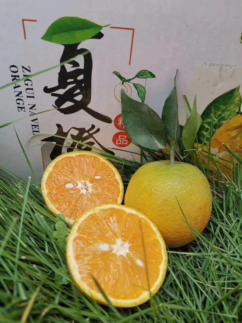 湖北秭归夏橙一件代发对接电商