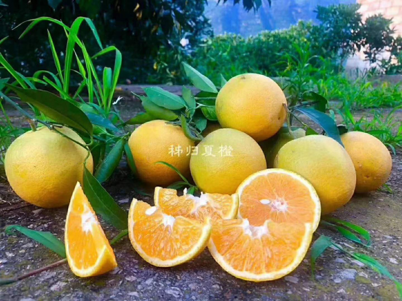 湖北秭归夏橙一件代发对接电商