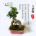 小叶榕树盆景细叶榕人参榕老桩树桩盆栽花卉植物室内桌面阳台