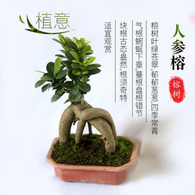 小叶榕树盆景细叶榕人参榕老桩树桩盆栽花卉植物室内桌面阳台