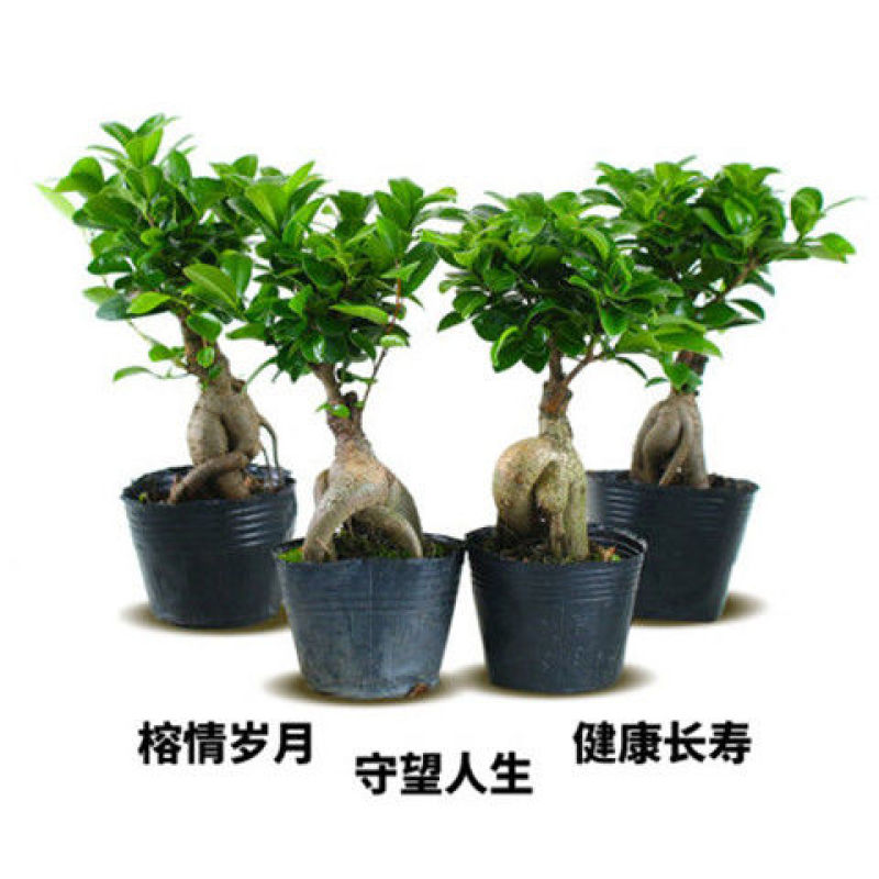 小叶榕树盆景细叶榕人参榕老桩树桩盆栽花卉植物室内桌面阳台