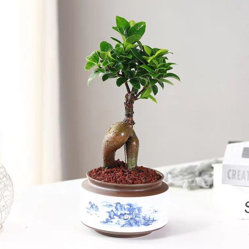 小叶榕树盆景细叶榕人参榕老桩树桩盆栽花卉植物室内桌面阳台