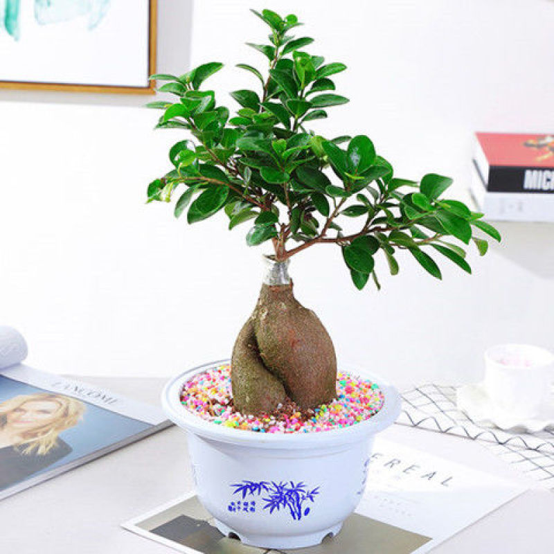 小叶榕树盆景细叶榕人参榕老桩树桩盆栽花卉植物室内桌面阳台