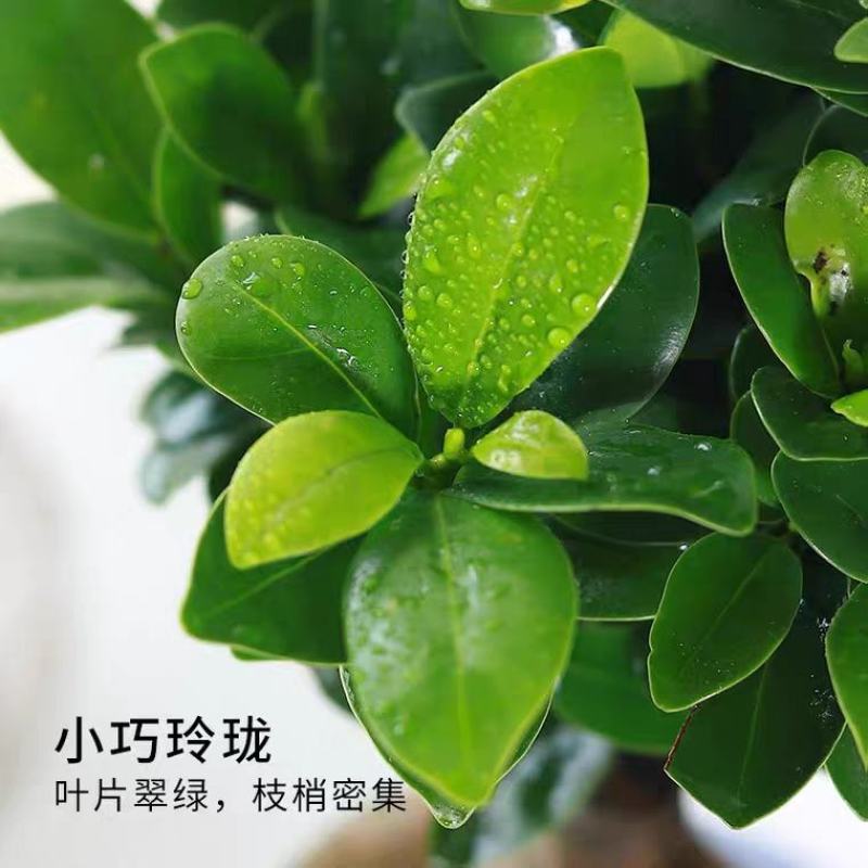 小叶榕树盆景细叶榕人参榕老桩树桩盆栽花卉植物室内桌面阳台
