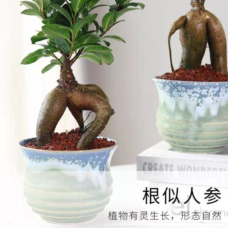 小叶榕树盆景细叶榕人参榕老桩树桩盆栽花卉植物室内桌面阳台