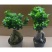 小叶榕树盆景细叶榕人参榕老桩树桩盆栽花卉植物室内桌面阳台