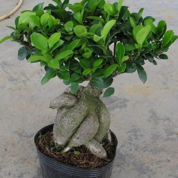 小叶榕树盆景细叶榕人参榕老桩树桩盆栽花卉植物室内桌面阳台