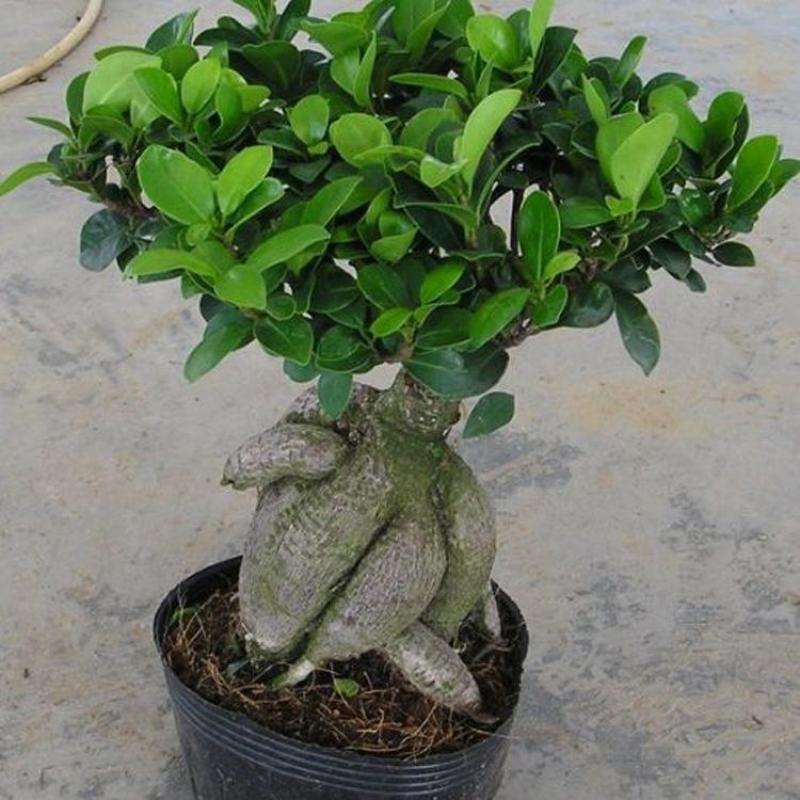 小叶榕树盆景细叶榕人参榕老桩树桩盆栽花卉植物室内桌面阳台