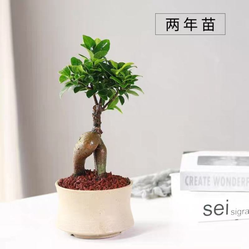 小叶榕树盆景细叶榕人参榕老桩树桩盆栽花卉植物室内桌面阳台