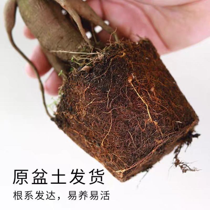 小叶榕树盆景细叶榕人参榕老桩树桩盆栽花卉植物室内桌面阳台