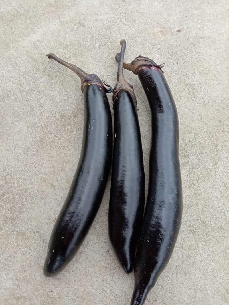 茄子