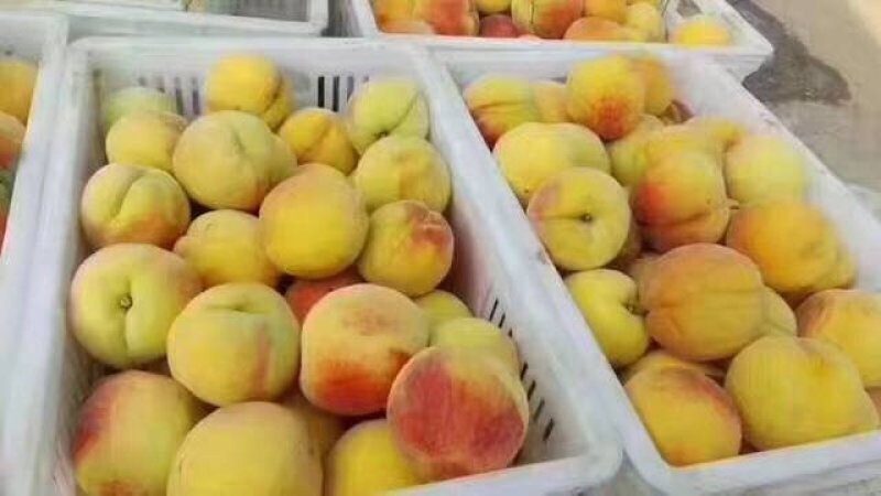 山东83黄桃工厂加工果数量大一手货源黄桃基地欢迎您