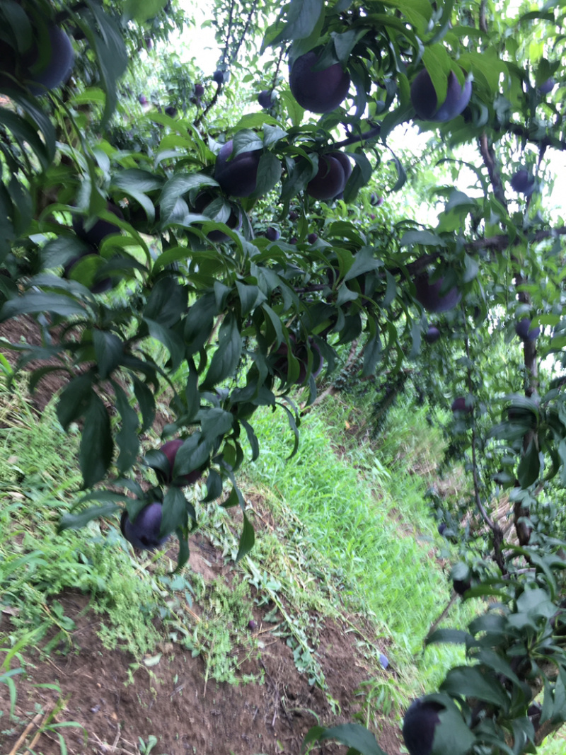 湖北随州李子紫琥珀万亩李子基地大果