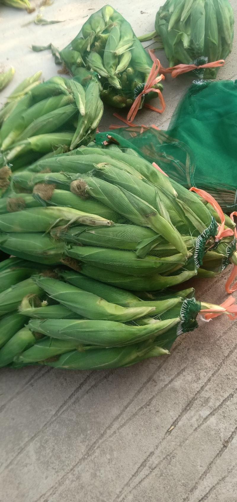 青州糯玉米，甜玉米，鲜玉米，粘玉米大量上市，基地直发！
