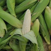 青州糯玉米，甜玉米，鲜玉米，白玉米大量上市，基地直发！