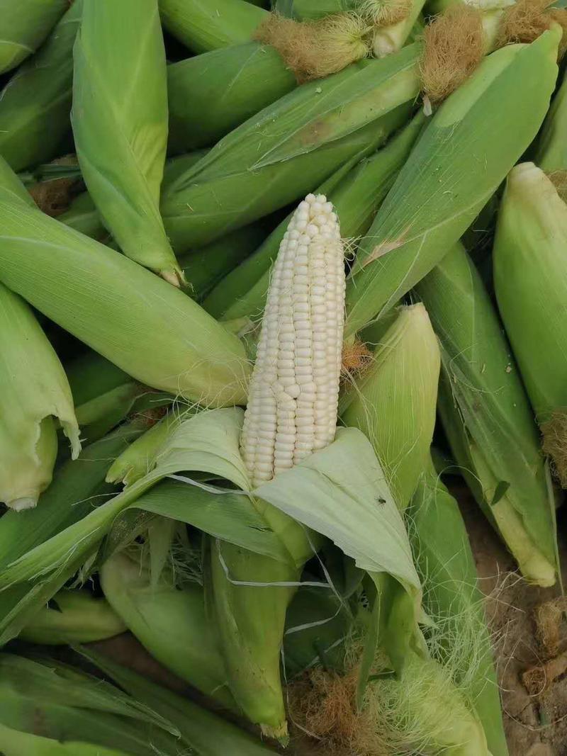 青州糯玉米，甜玉米，鲜玉米，粘玉米大量上市，基地直发！