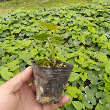 罗汉果苗