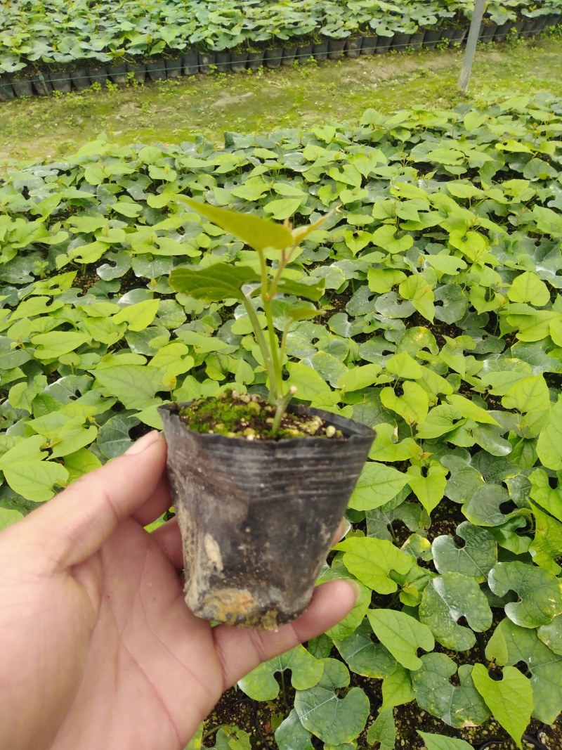 罗汉果苗
