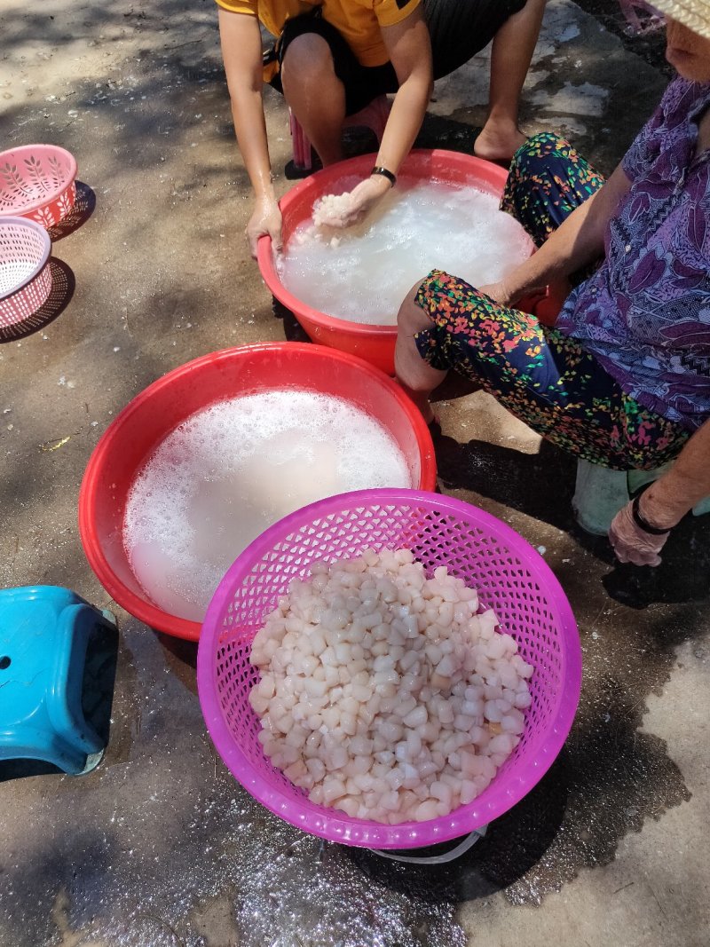 湛江特产瑶柱
