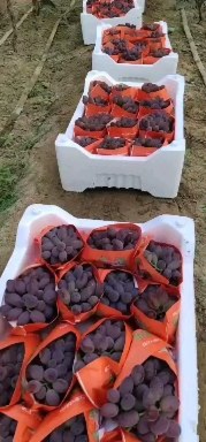 着色香葡萄大量有货需要的客商联系保证质量价格不高