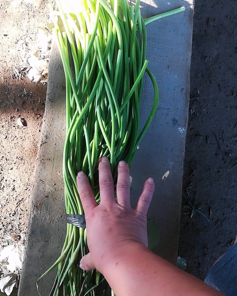 大量出售冷库蒜苔质量好价格低