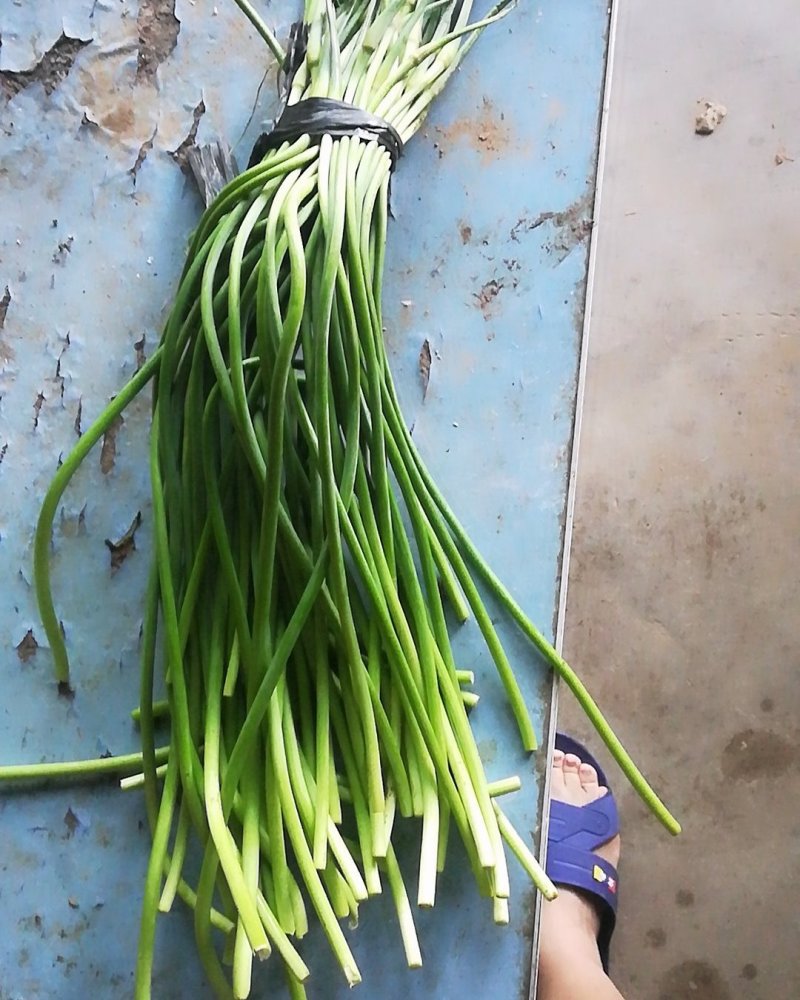 大量出售冷库蒜苔质量好价格低