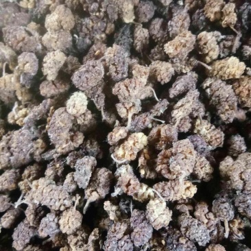 中药材！中药果实籽仁类，桑椹干