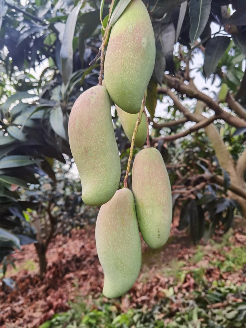 红象牙芒果实力代办一手货源专业诚信高效有保障