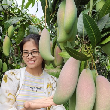 红象牙芒果实力代办一手货源专业诚信高效有保障