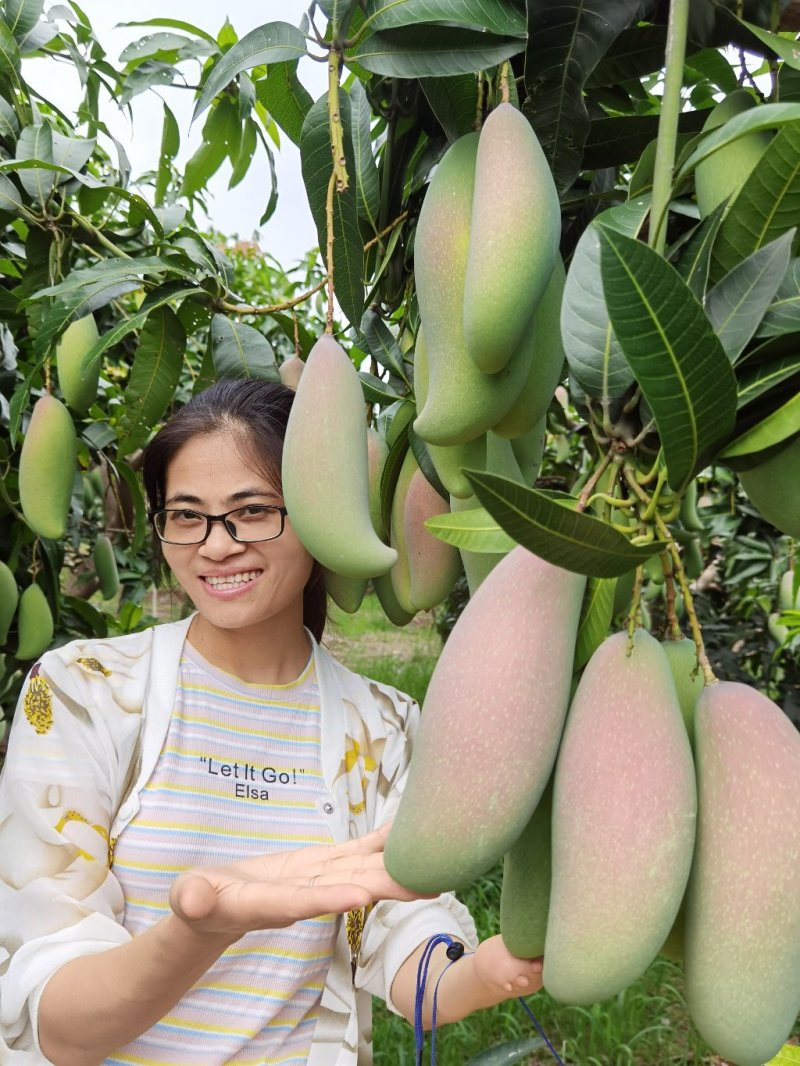 红象牙芒果实力代办一手货源专业诚信高效有保障