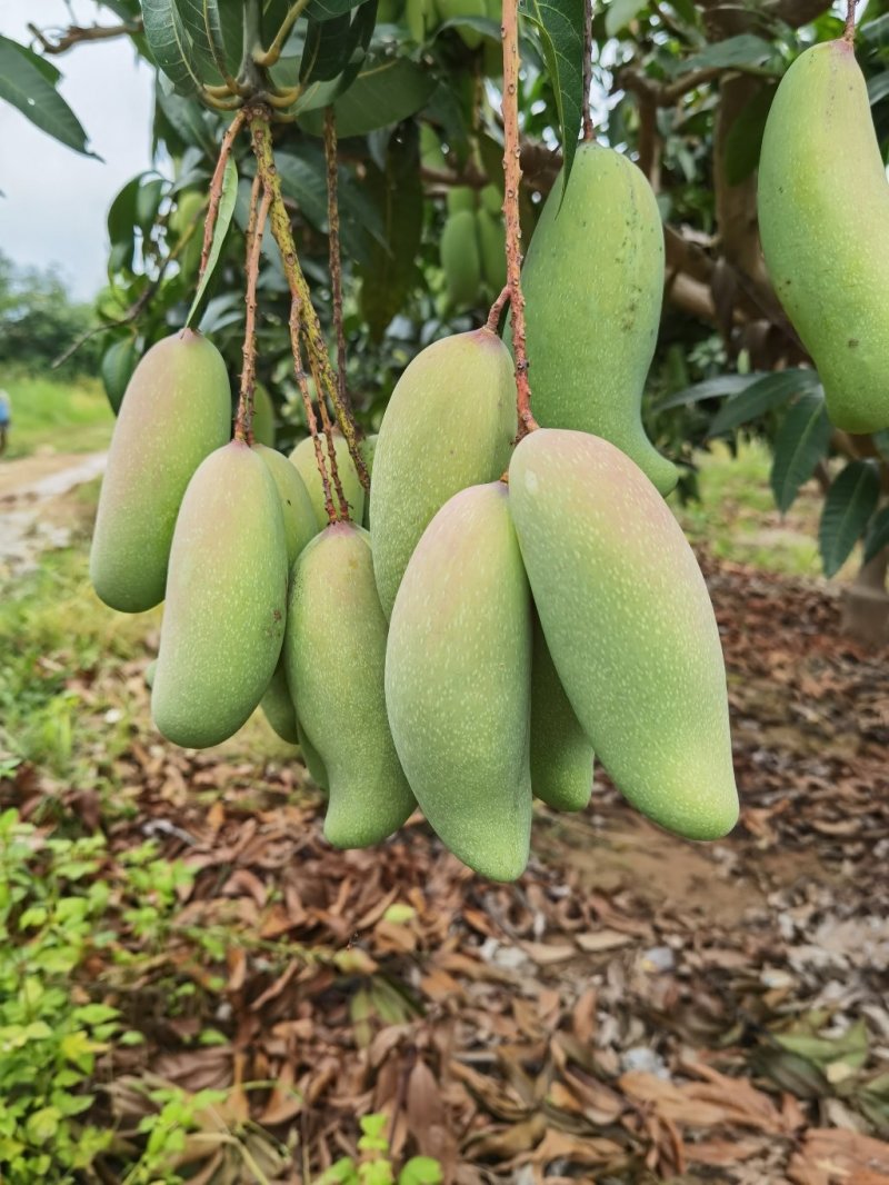红象牙芒果实力代办一手货源专业诚信高效有保障