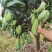 红象牙芒果实力代办一手货源专业诚信高效有保障