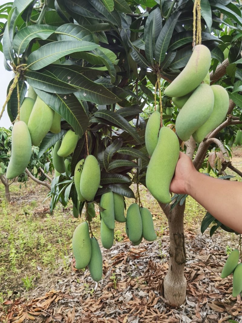红象牙芒果实力代办一手货源专业诚信高效有保障