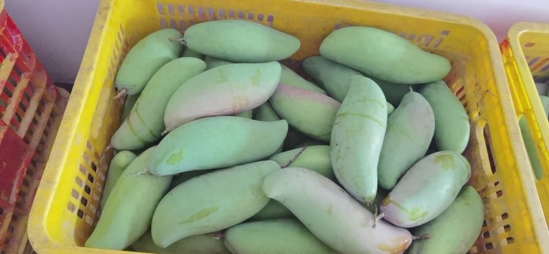 红象牙芒果实力代办一手货源专业诚信高效有保障