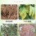 矿源黄腐酸钾全水溶,修复土壤,生根提苗,抗旱抗逆