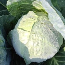 山西太谷绿甘蓝，包菜，大量上市产地直销保质保量