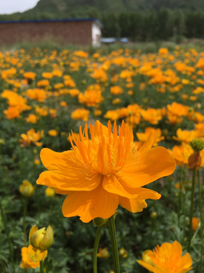 金莲花种苗五台山金莲花文殊花