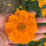 五台山金莲花种苗，中华一号，双层瓣