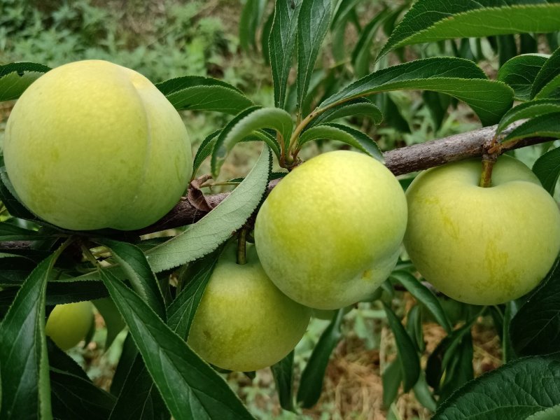 蜂糖李，纯甜！（今年产量不好，数量不多，需要的提前预定）