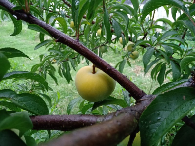 蜂糖李，纯甜！（今年产量不好，数量不多，需要的提前预定）