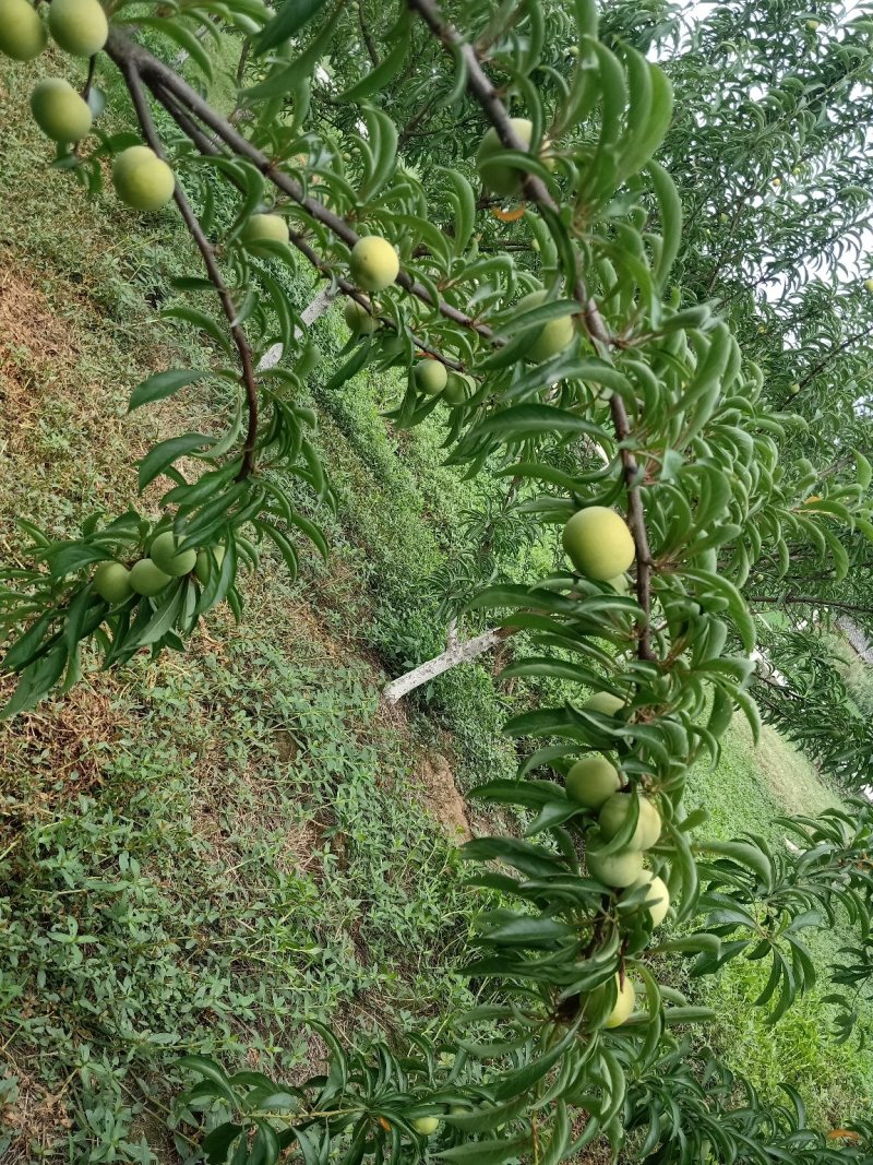 蜂糖李，纯甜！（今年产量不好，数量不多，需要的提前预定）